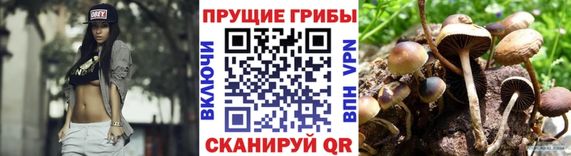 Купить  Курильск  Псилоцибиновые грибы Cubensis 